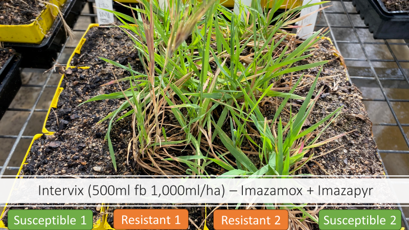 First case of IMI resistant brome grass in WA. The photo shows two populations of susceptible brome grass (left and right) and two populations in the middle resistant to Intervix (3 reps and 2 sequential applications at 500ml/ha fb 1,000ml/ha). Very concerning but...