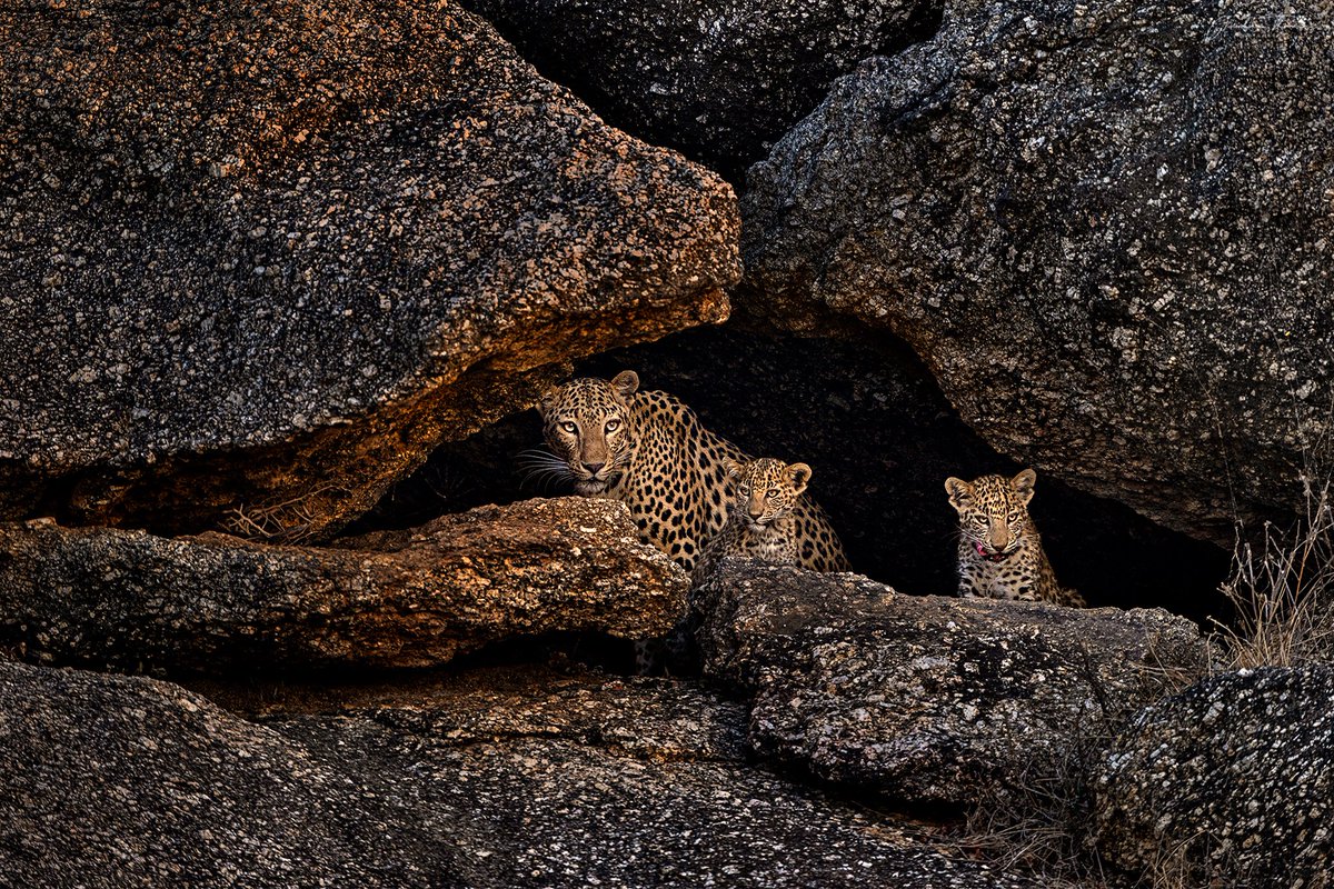 Leopard and cubs. Bera @NikonIndia #nature #wildlifephotography