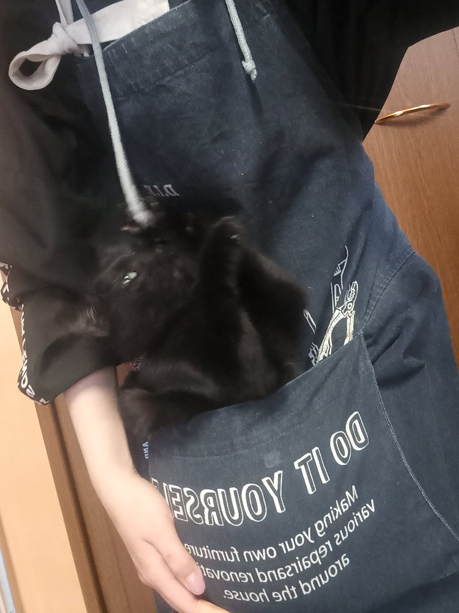 カンガルーキャット🦘