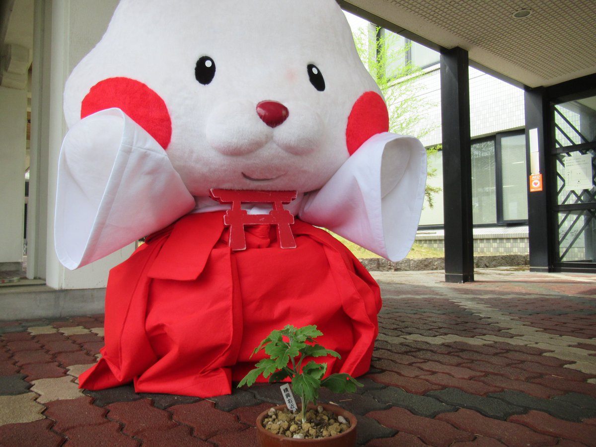 tAHQmnriKdxVzPC's tweet photo. 【拡散希望】

弥彦の秋と言えば『菊まつり』ですが
実は弥彦村では毎年「菊作り教室」を行っています

園芸が好きな方、新しい趣味を探している方、
初めての方でも熟練の指導者が丁寧に教えてくれるので安心☺️かつ無料です😆

いずれは菊まつり出展も！？🤭
生徒様大募集中です！！ https://t.co/hRrmF8kTJE