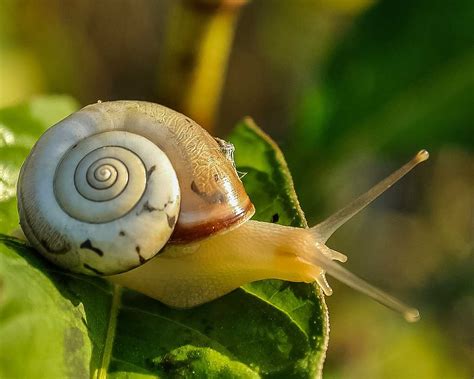whotookgregbox's tweet photo. Snails are my favorite animal as of right now https://t.co/Af7AvF3x0l