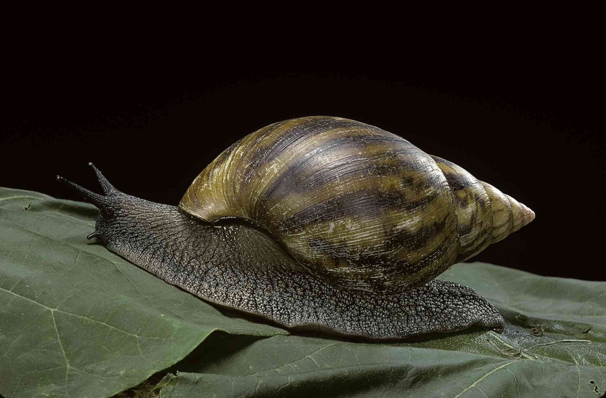 whotookgregbox's tweet photo. Snails are my favorite animal as of right now https://t.co/Af7AvF3x0l