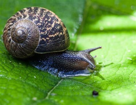 whotookgregbox's tweet photo. Snails are my favorite animal as of right now https://t.co/Af7AvF3x0l
