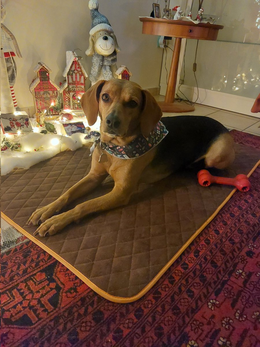 vickyfnd's tweet image. #challenge_κατοικιδιο λαις κι Ηρακλής = 💚