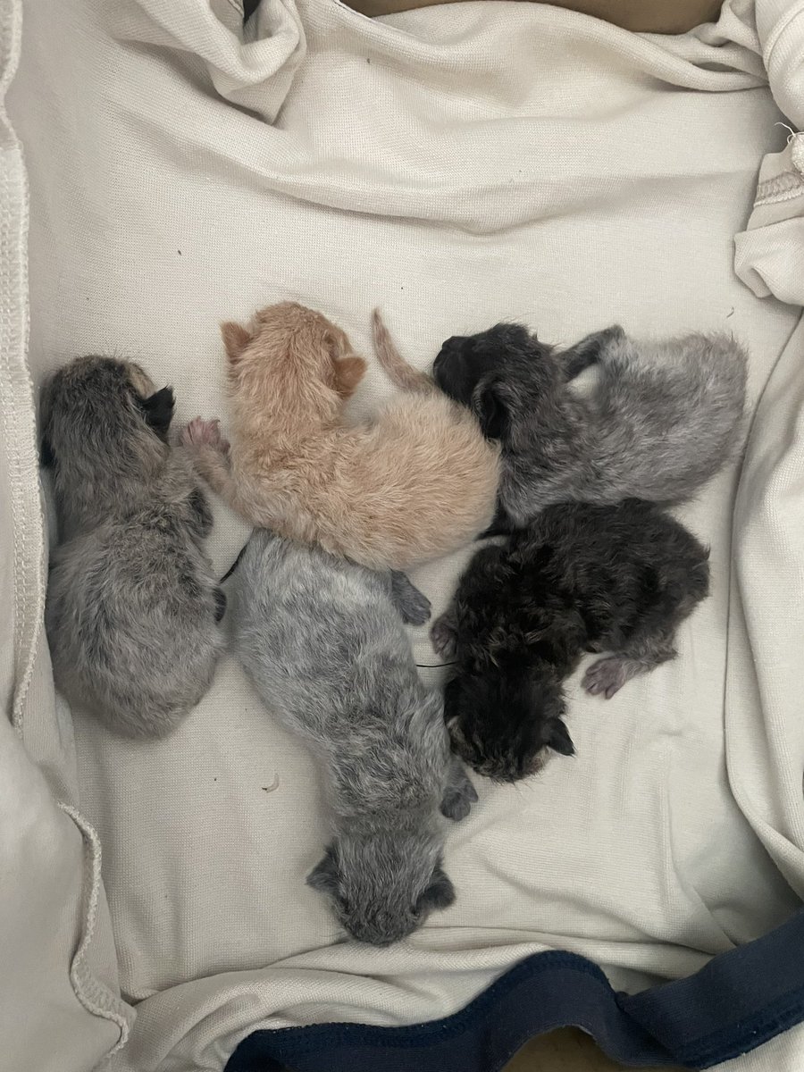 faridabas31's tweet photo. da elok nak bawak vet pastu kurung kuarantin, dia terberanak lak, hold jap https://t.co/msdoQPtoqF