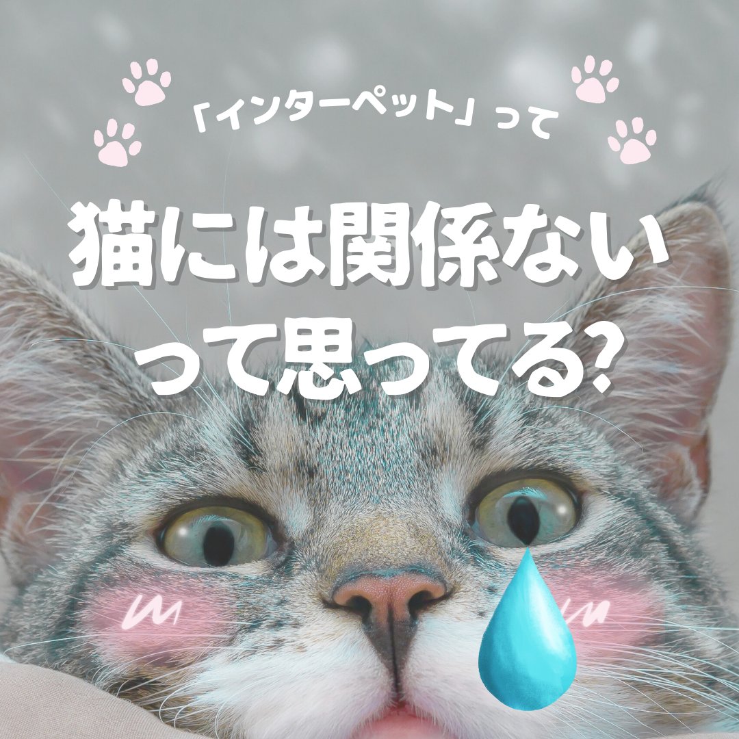 interpets_jp's tweet photo. ＼猫飼いさん必見！招待券プレゼント／
「インターペット」は猫飼いさんにも楽しんでいただけることをお伝えするため、【猫飼いさんキャンペーン】をインスタグラムで開催しています。ぜひご応募くださいね。
https://t.co/5HAvBioU7G

#猫キャンペーン #猫好きさんと繋がりたい𓏲𓎨 #猫がいる生活 #インターペット #インターペット2024 #interpets #犬 #猫 #小動物 #観賞魚