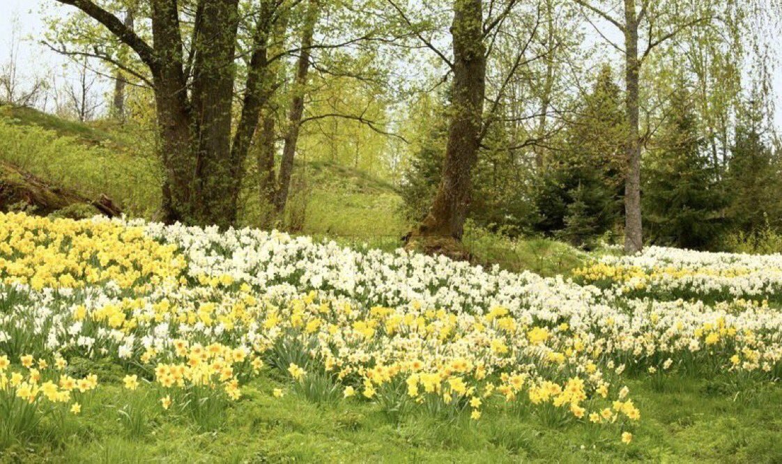 "I affirm that the daffodil is my favourite flower. For the daffodil comes, not only before the swallow comes, but before all the many flowers of summer; it comes on the heels of a flowerless winter. Yes, a favourite flower must be a spring flower."
~A.A.Milne #Spring #daffodil