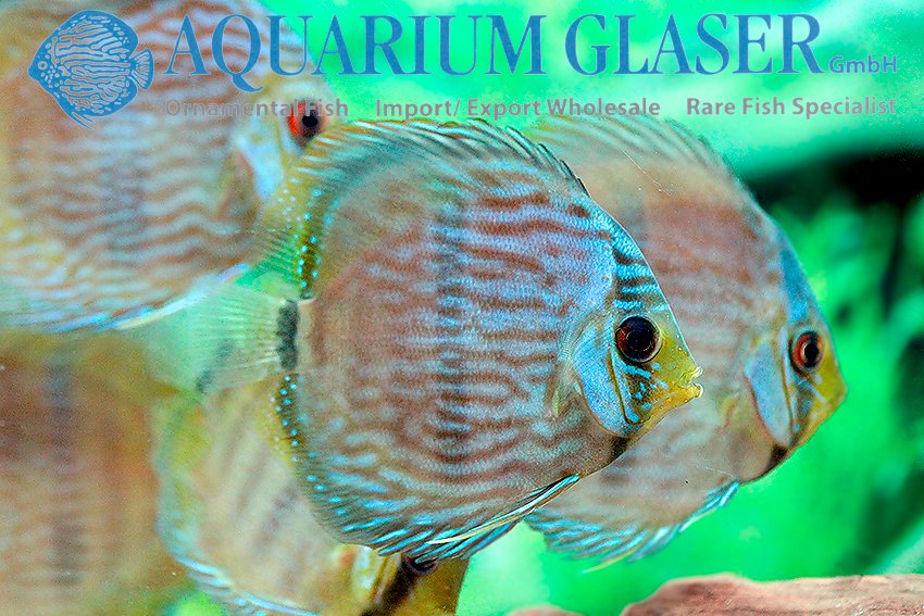 aquariumglaser's tweet photo. #Diskus #Heckel #Rio #negro
find more details and pics @ https://t.co/kgExUnuDLM https://t.co/WdtfNo0eSr