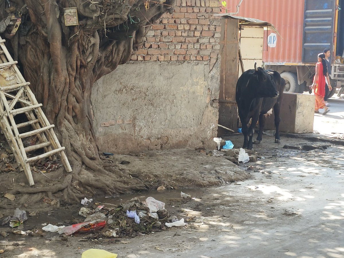 anujgoyal570's tweet image. In rohini sector 7 near Punjab National Bank illegal cow diary running on road please remove as earliest @ArvindKejriwal @OberoiShelly @MCD_Delhi @LtGovDelhi
