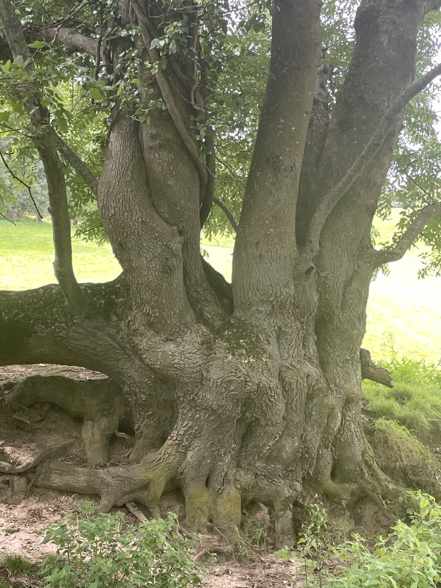 A chunky, twisting knot of an Ash from brighter days for this weeks #thicktrunktuesday ☀️💚