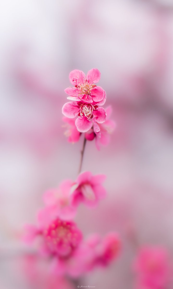 Akasha_Lounge tweet media