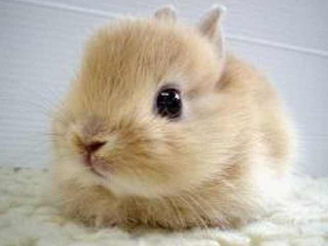 Bunnies (@RabbitEveryHour) on Twitter photo 2024-03-05 06:00:31