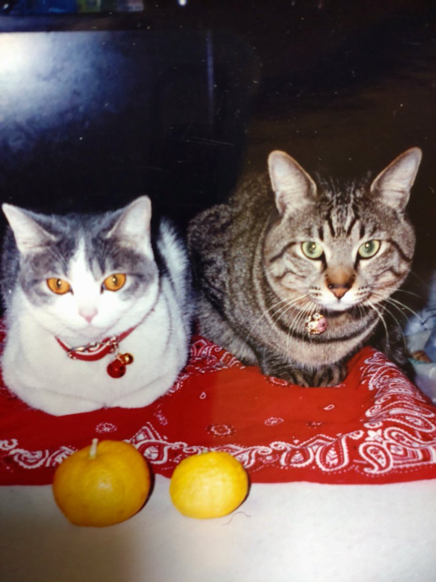 写真の中のチビと寅蔵
（嫌いな🍊を置いてゴメンね）
いつまでも愛してるよ💕✨