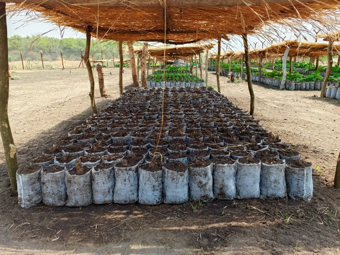 FAOSouthSudan's tweet photo. 🙏 @WorldBank! @FAO handed two nursery facilities to the Central Equatoria State Govt, with 25 000 seedlings for 2 000 households in Juba County 🌳
"This contributes to planting 10 million trees to combat #ClimateChange in 🇸🇸," Lily Kafuki, State Min. of #Agriculture.
#ERLP https://t.co/GTlOZuzuYp