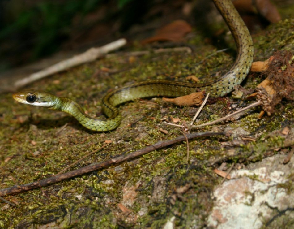 #NewSpecies
New snake from #brazil just came in:

Achalinus nanshanensis
Holotype: @MuseuNacional

Treatment: treatment.plazi.org/id/E0F5FBF9-C0…
Publication: doi.org/10.3897/vz.74.…
#VertebrateZoology @geobiodiversity

#FAIRdata
#biology #biodiversity #nature #conservation #reptiles #snakes