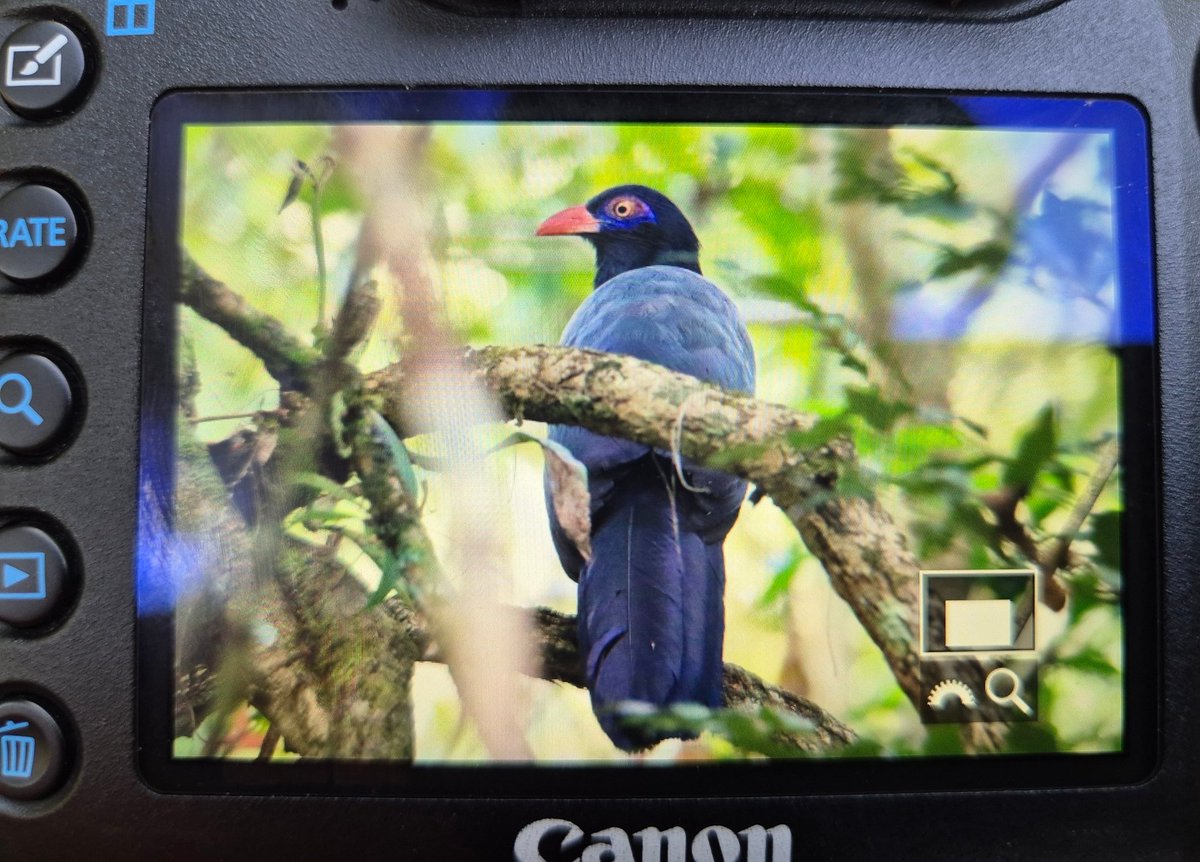 Coral-billed Ground-Cuckoo!!! Outrageous views of this secretive species at Khao Yai this morning