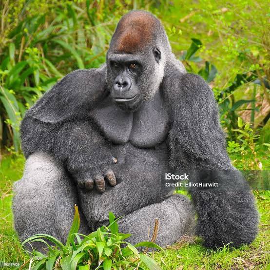 片膝立てた座り方を勝手にゴリラスタンダードポジションって呼んでた