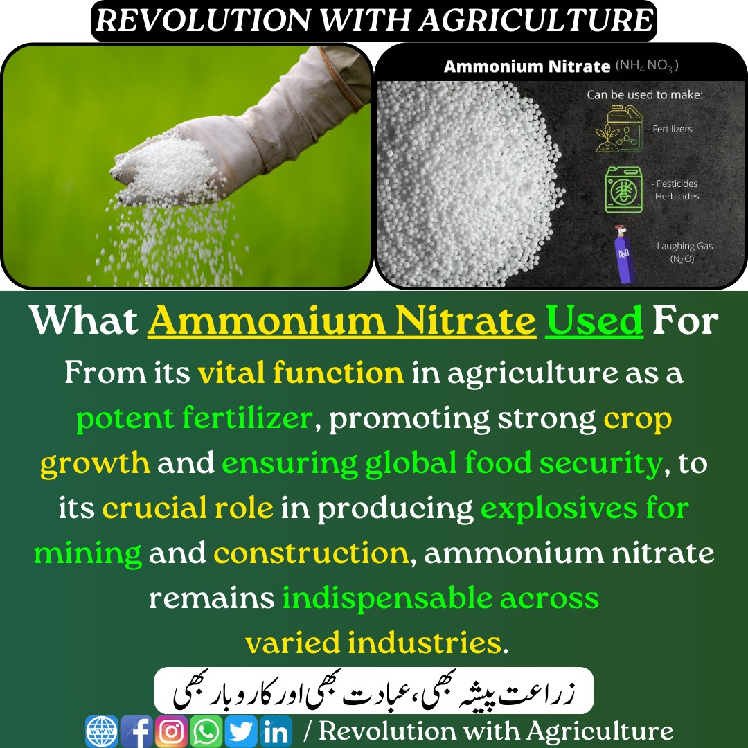 'What Ammonium Nitrate Used For.' Full blog post at mumerjaved.com/?p=303.
#revolutionwithagriculture mumerjaved.com  #Agriculture #crops #Plants #farming #farmers #Fertilizer #agriculturalscience #modernagriculture #FertilizerFacts #AmmoniumNitrate #Ammonium
