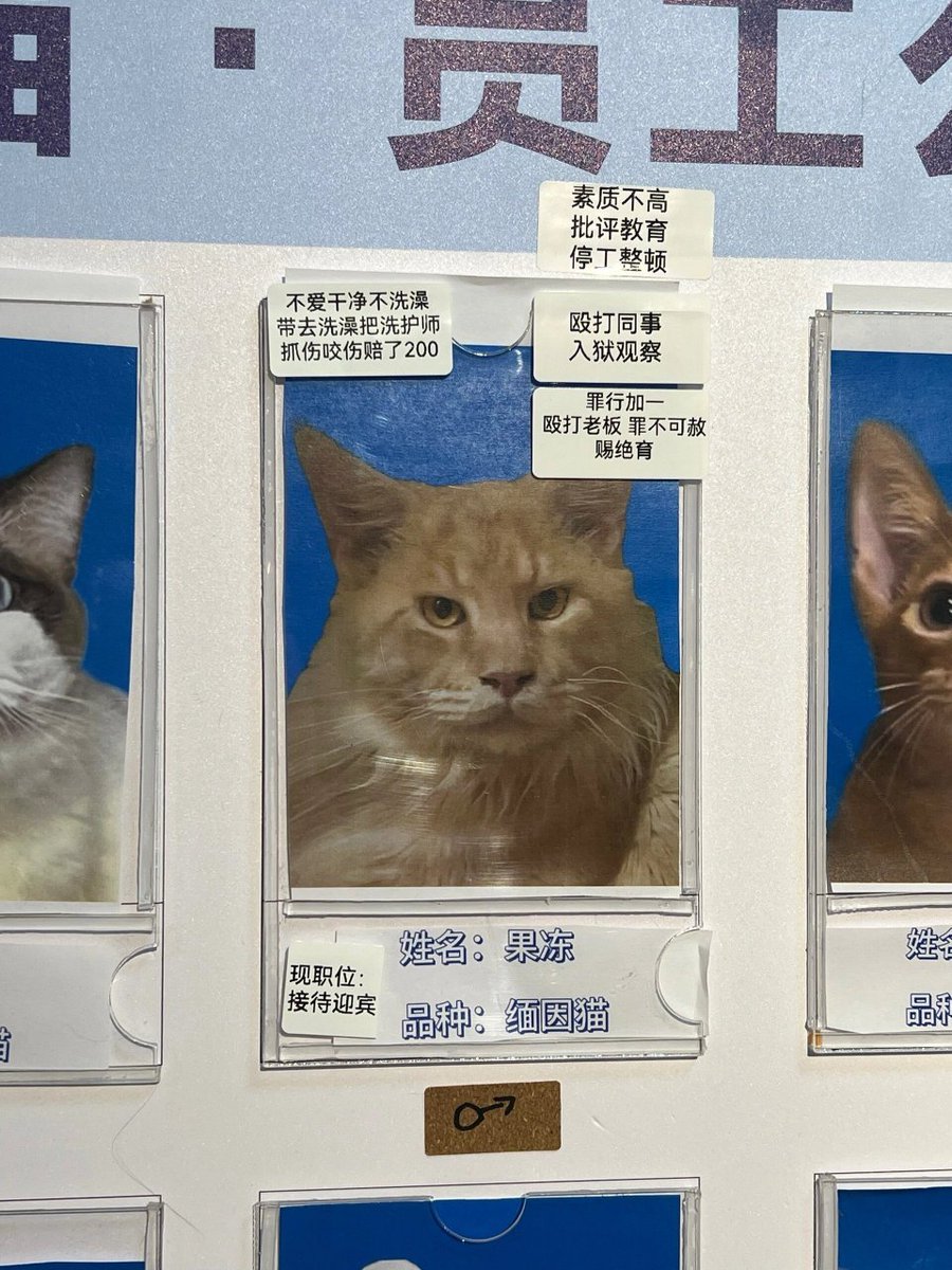 chuang1237's tweet image. 这家猫咖真是卧龙凤雏 #猫咪