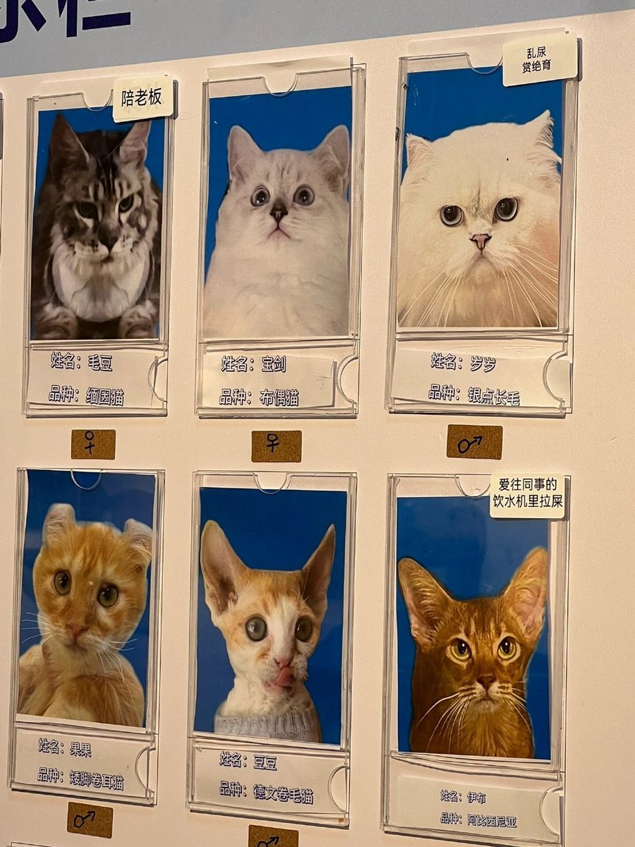 chuang1237's tweet image. 这家猫咖真是卧龙凤雏 #猫咪