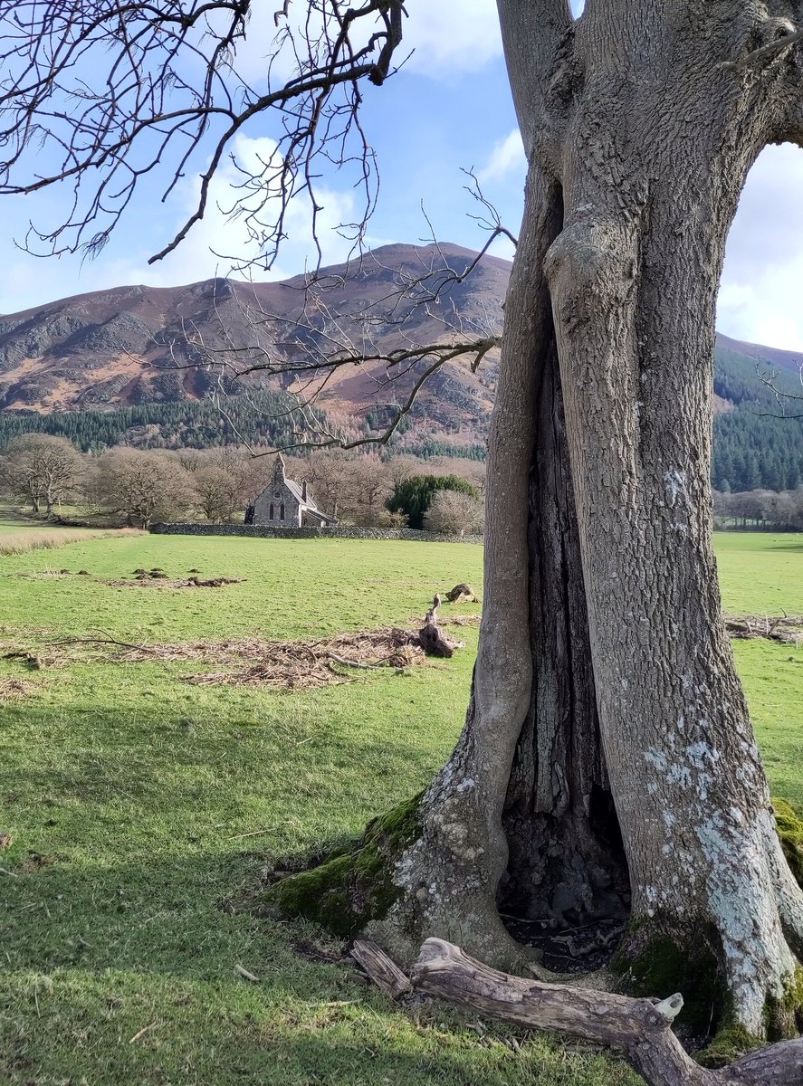 Another beautiful tree from our walk down to Bassenthwaite Lake. This one standing guard near St Bega's church 😃💚 #trees #tree #thicktrunktuesday #Cumbria #LakeDistrict #tuesdaymotivations #NationalParks 🌳🌲🌴⛪