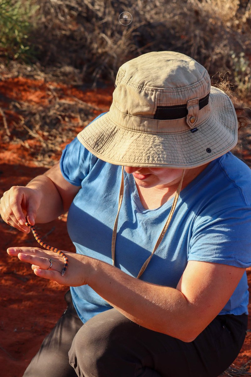 Jan's Banded Snake (Simoselaps bertholdi) is a #nocturnal, burrowing (#fossorial), #desert-dwelling species of #snake that feed on small lizards! Isn't she a beauty?! *Wild snake held with species knowledge and appropriate permit* 📸Ines Badman #ecology #fieldwork @AridRecovery