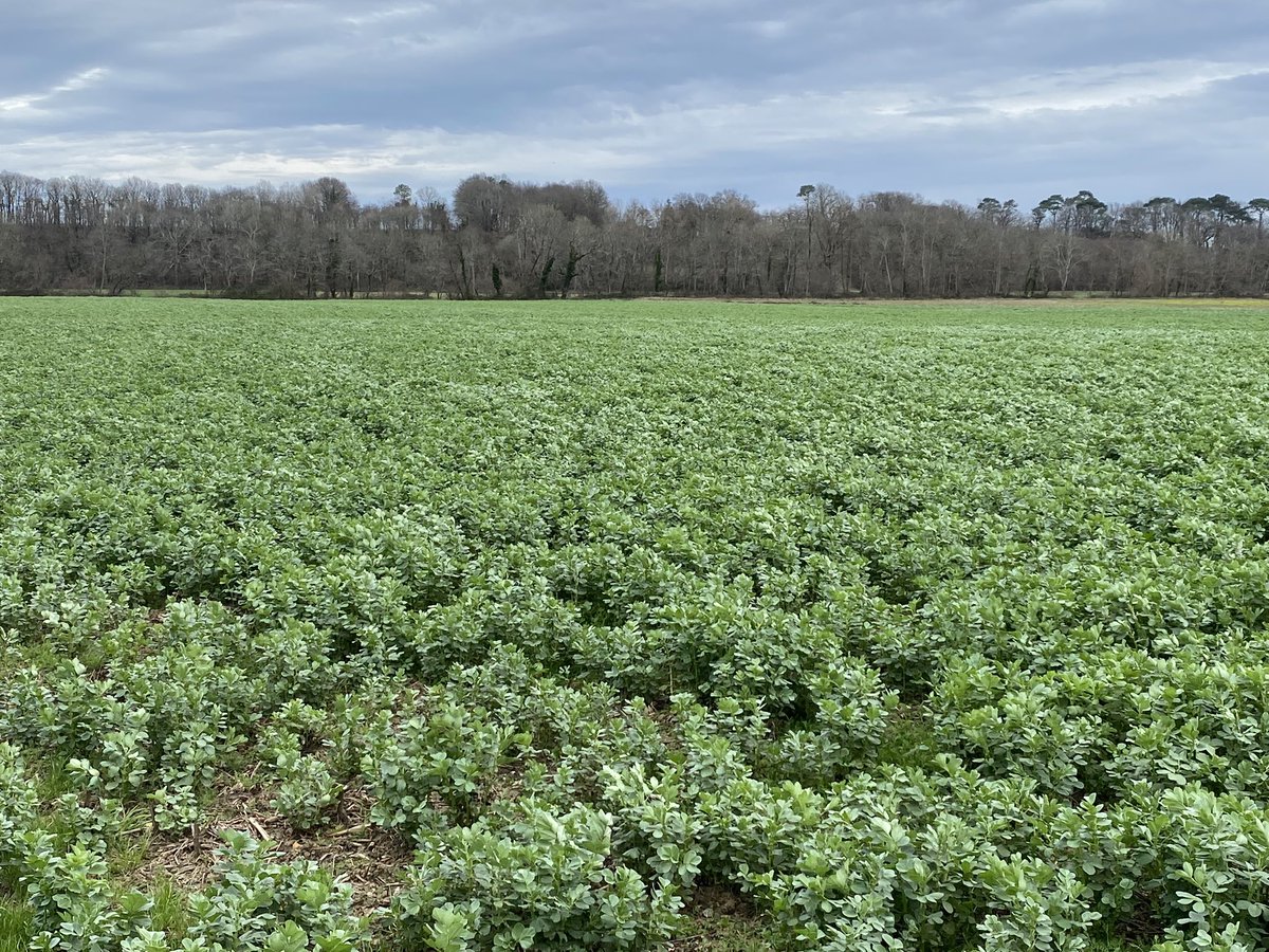 Même mélange semé : 140 féverole 🌱 / 18 vesce velue 🌿
Hiver chaud
Cumul de pluie > 1200 mm en 5 mois
Absence de jours froids 
Parcelle avec #couvertsvégétaux (féverole) depuis + 15 ans = ❌
Parcelle n’ayant jamais vu de couverts = 👍