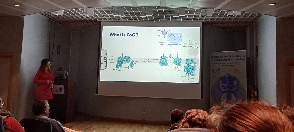 Yesterday <a href="/AriadnaCresGon/">Ariadna</a> presented the latest results from her PhD work at #cabdmeetings . Her studies are co-supervised by <a href="/gloriabreacalvo/">Gloria Brea Calvo</a> &amp; <a href="/jcarvajal/">jcarvajal</a> . The talk was chaired by Gabriel Ruiz <a href="/LabDaga/">Daga's Lab</a>