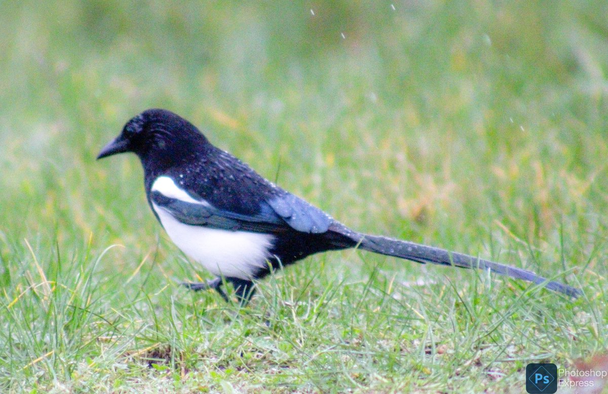 Holes Bay North at 1030 this morning in Poole Harbour. 
#BirdsOfTwitter #BirdsSeenIn2024 
@Natures_Voice @BayHoles @harbourbirds @BTO_Dorset @britishbirds @BirdGuides