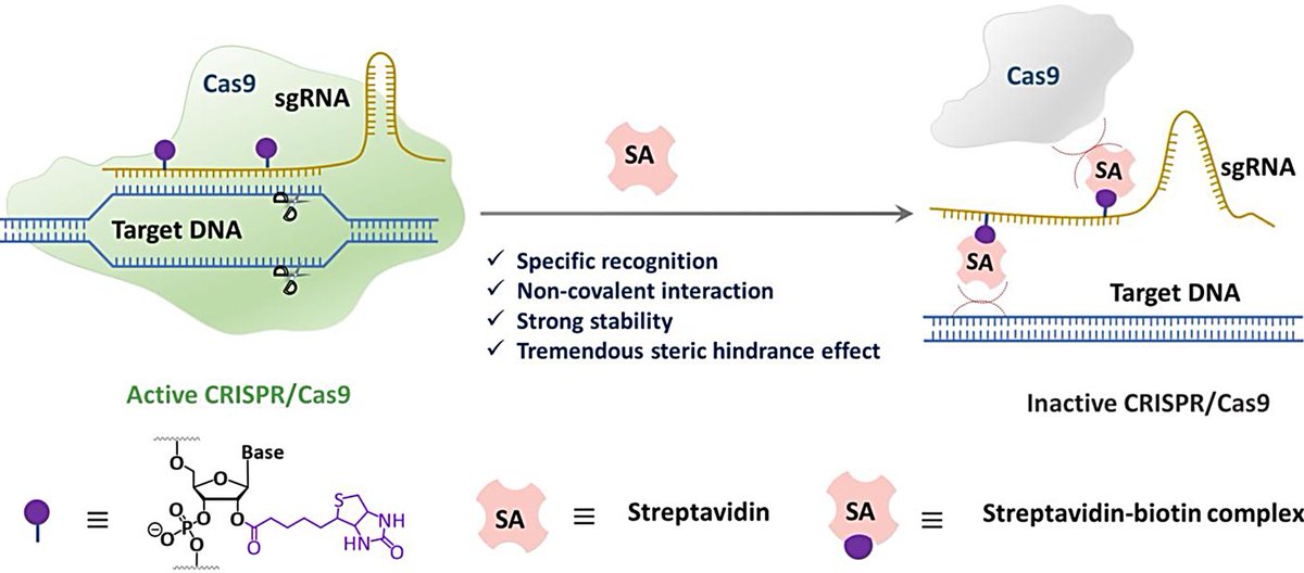 Regulating CRISPR/Cas9 Using Streptavidin-Biotin Interactions
@Wiley_Chemistry @WileyEngineer @wileyinresearch @InnovationChem @isciverse @Innov_Materials @CRISPR_News @CRISPRTX 

doi.org/10.1002/cjoc.2…