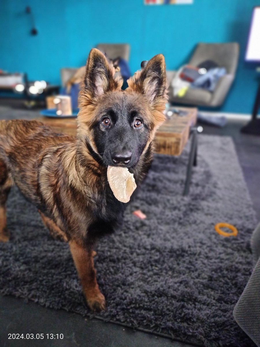 Damhertje2025's tweet image. #knettergek #puppypower