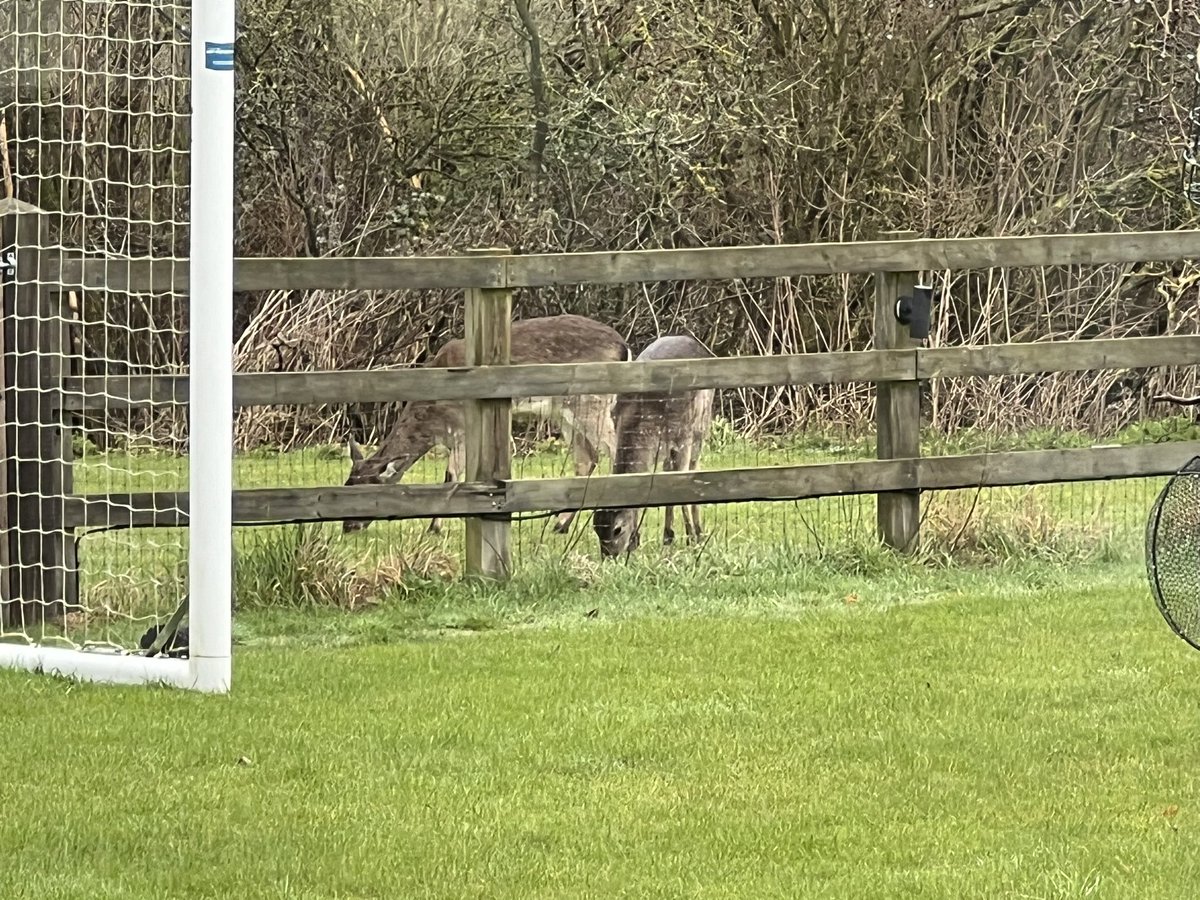 No golf ⛳️ today as it’s drizzling constantly outside ☔️ . But the deer paid a visit in the field next door to brighten the day 🦌 

Love seeing them, albeit always very briefly, before they disappear into the hedgerow for another few days…

#deer #wildlife #nogolf