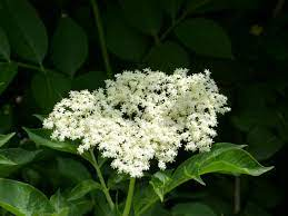 echagua69's tweet photo. #RetoLuzEnLetras

Mi flor de saúco.

La cura de mis males.
Sus ojos bayas negras.
Su piel del color.

Melodía de aromas.
Madera de vida.
Resiliencia vegetal.

Sorbo a sorbo.
Jarabe de ilusión.
Infusión de ganas.

Mi flor de saúco.
Mi flor sanadora.
Ella, mi flor. https://t.co/lP5olaHfS7