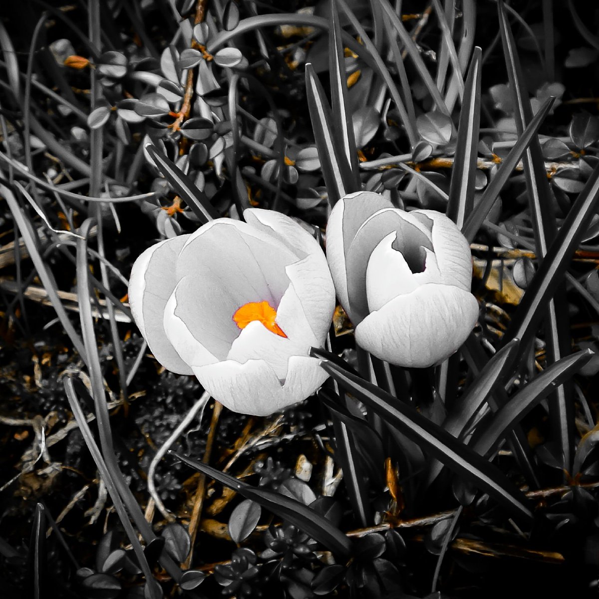 LaDaemonia's tweet photo. 〰️🌼〰️
#fotografia #fotografie #photography #naturfotografie #naturephotography #makro #macro #macro_blooms #makro_blüte #gutenmorgen #goodmorning #flora #german_meadow #springiscoming #derfrühlingkommt #splashfilter #digitalart #photoart #blüten #blossoms #monochromatic https://t.co/W0ojTlkqHJ