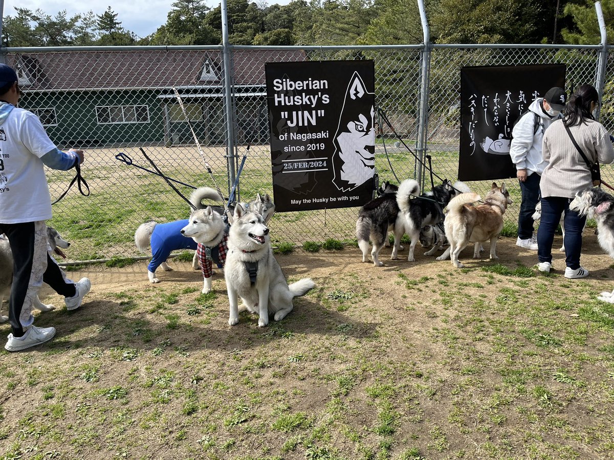 ニポニポ GO! GO!! tweet media