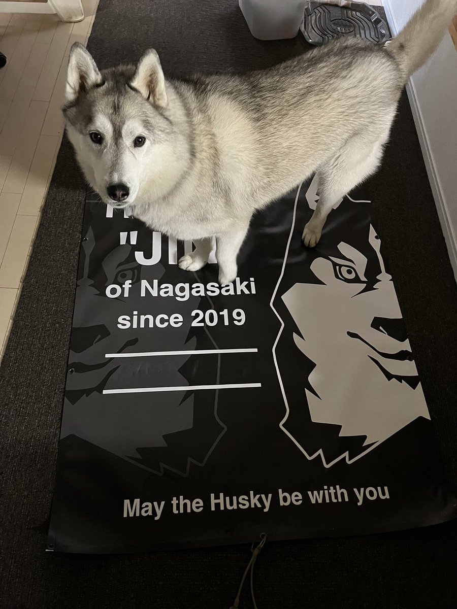 ニポニポ GO! GO!! tweet media