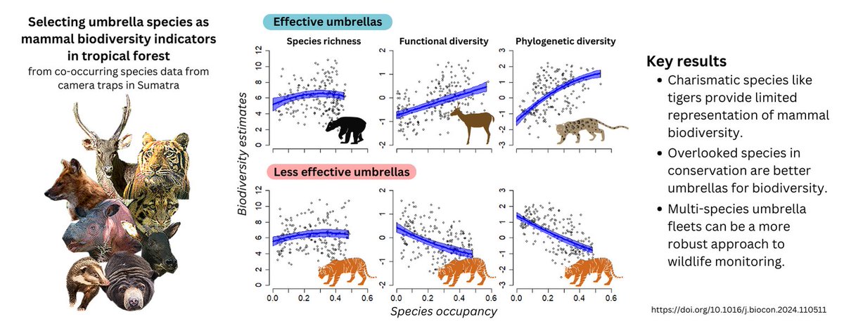 New publication on Biological Conservation! How well charismatic megafauna perform as umbrella species for mammal biodiv? (Also) excited to see my 1st thesis chapter publication! For translated version... (cont) sciencedirect.com/science/articl…