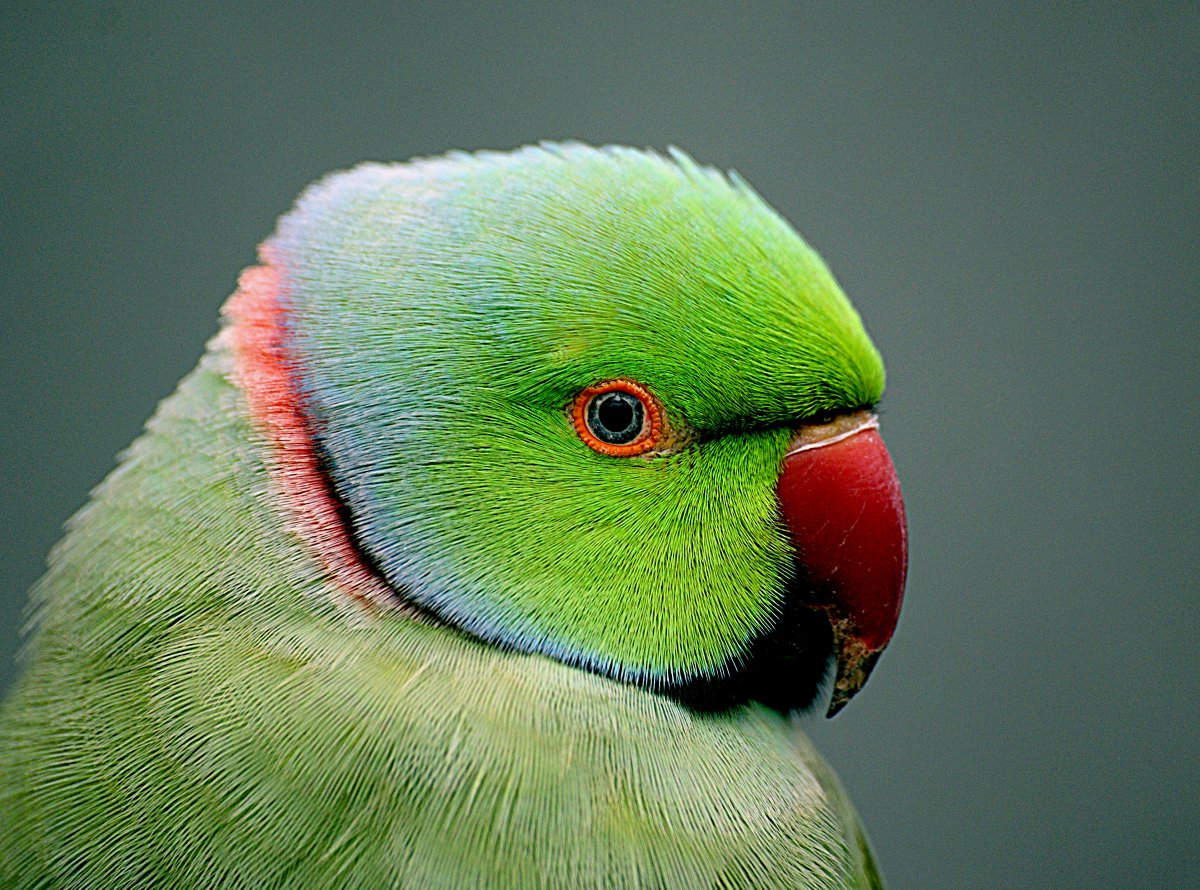 Student will be based at @UoExeterCGES with extended research stays in #Paris – Application deadline is on March 31. Find out more and apply here: adum.fr/as/ed/voirprop… #parakeet #phdposition #biologicalinvasions #alienspecies #nonnative #pests #conservationculturomics