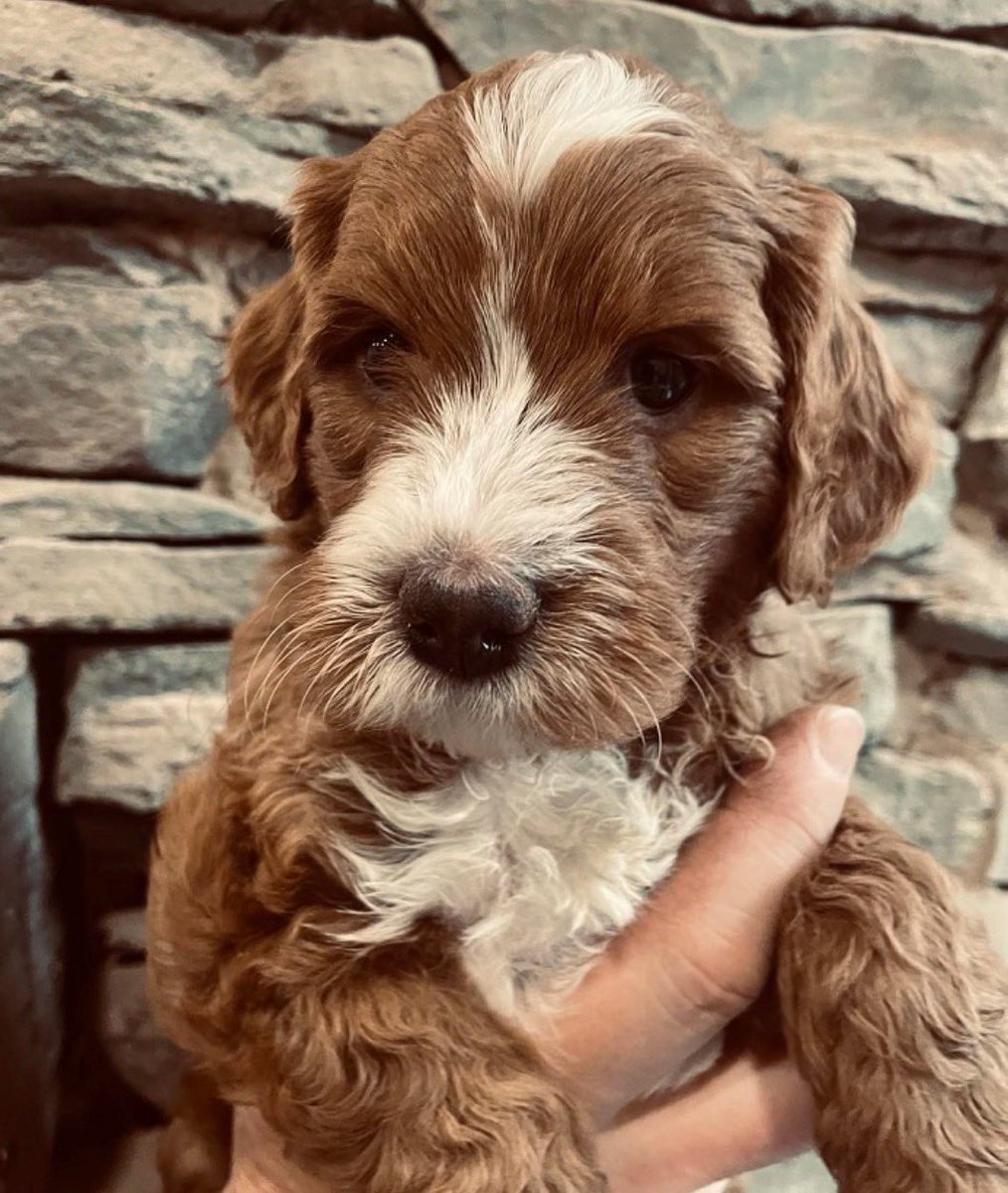 Say hi to Frankie Frischenthal! <a href="/Mimsfrisch/">Mimi Frisch</a>