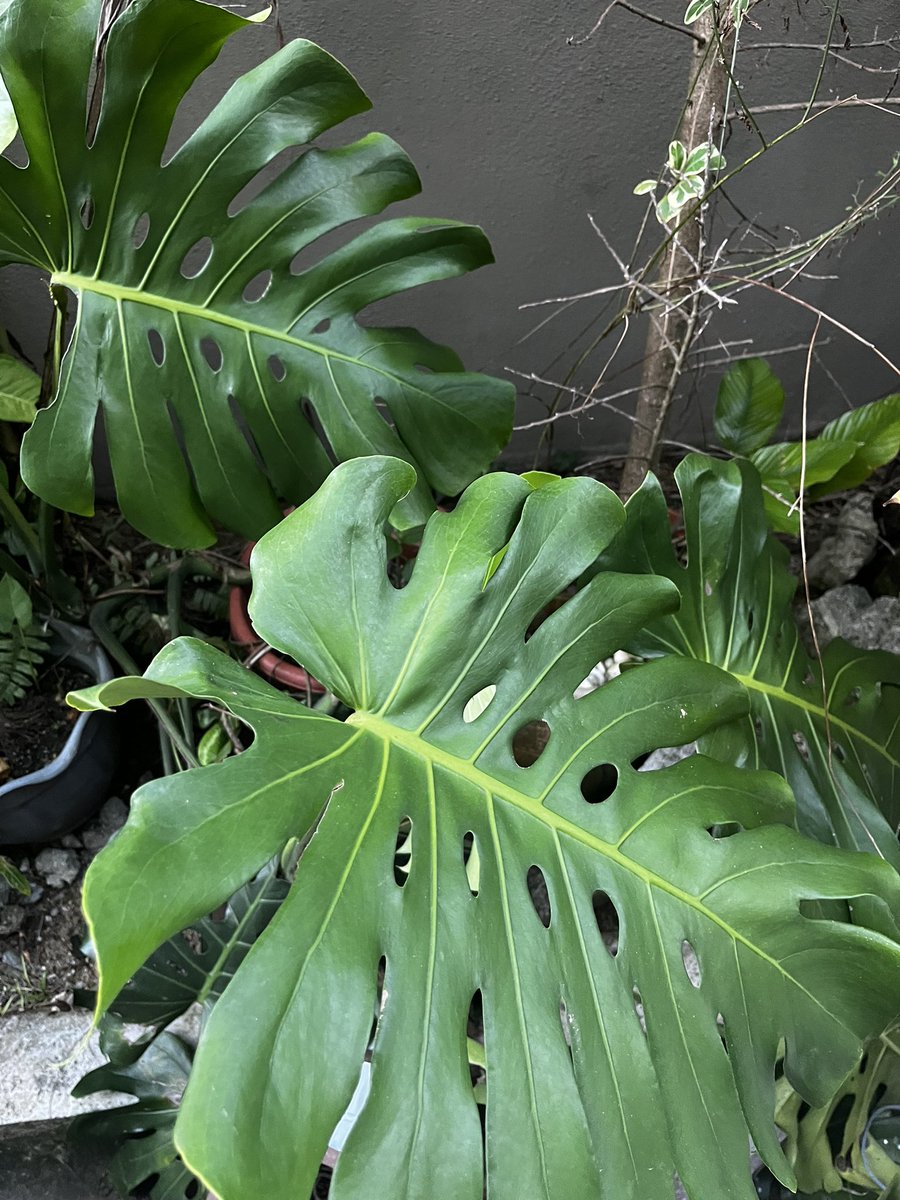 Letting go all these beauties sebab i rajin time MCO je. Lepas MCO i takde masa. Ada monstera, fern, keladi, pokok pandan pun ada kalau nak. Lemme know if you’re around kemaman ke kerteh boleh pickup at my place