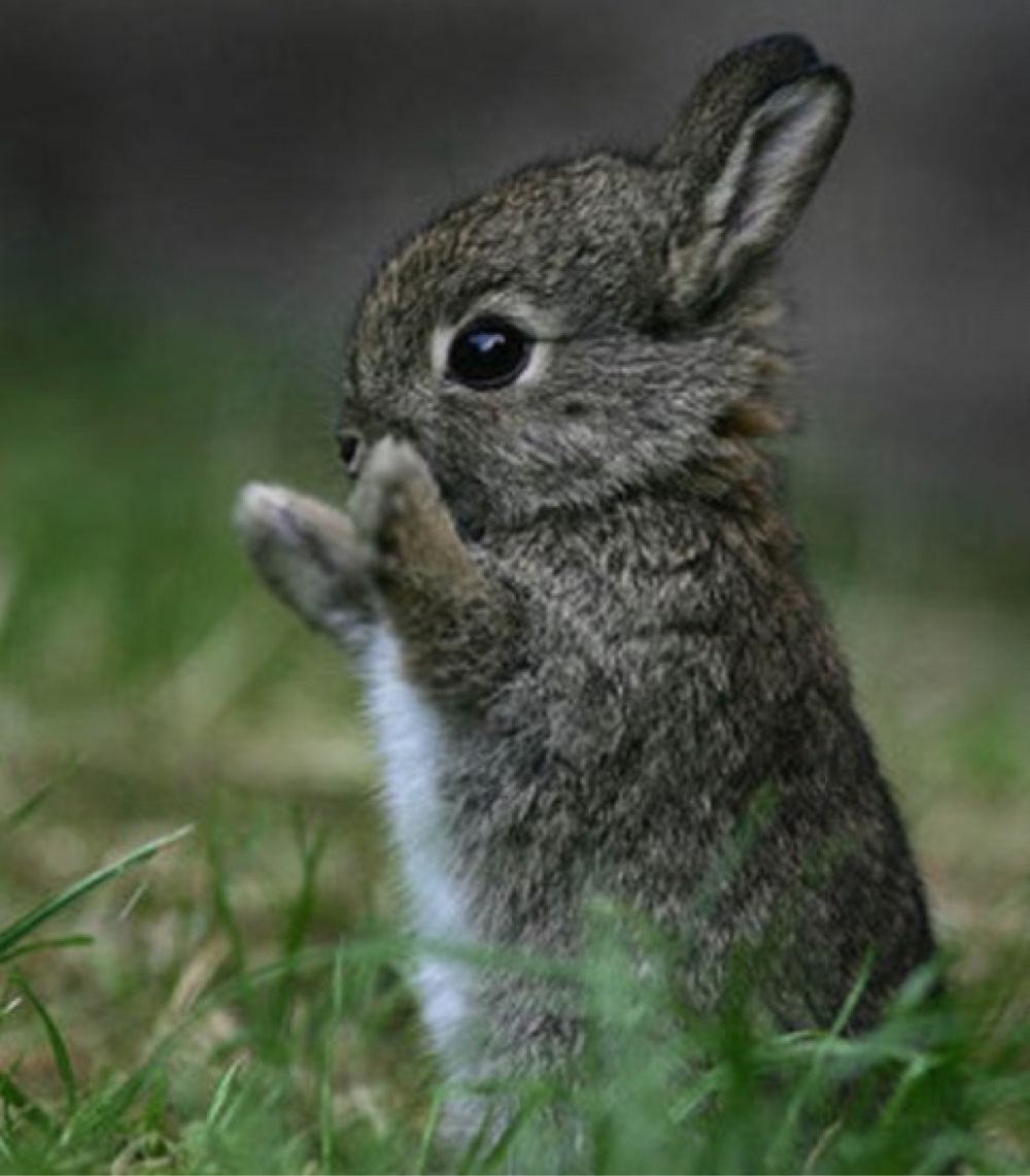 Bunnies (@RabbitEveryHour) on Twitter photo 2024-03-05 12:00:33