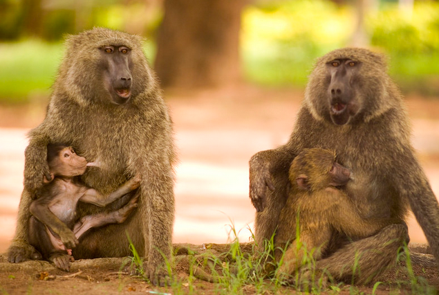 Yankari Game Reserve tweet media