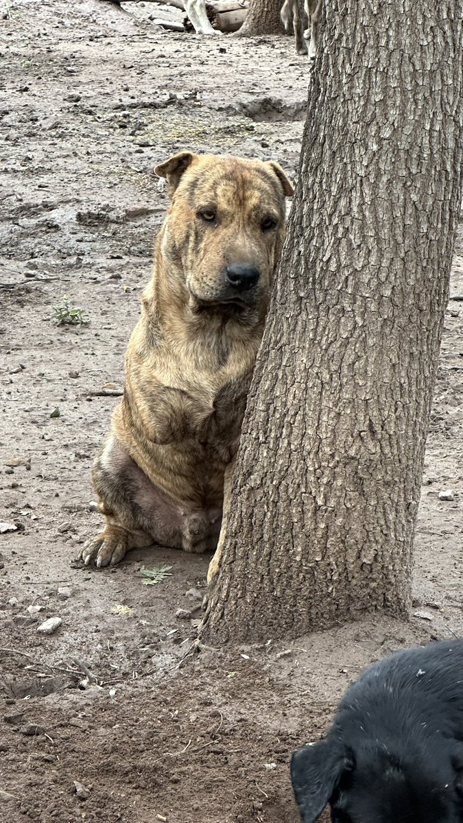 canichones's tweet image. SHARPO tratando de esconderse detrás del tronco ….. no sabe que él es EL DOBLE Del Tronco !! 

SHARPO Regordete !! 

😂😂❤️❤️🐶🐶