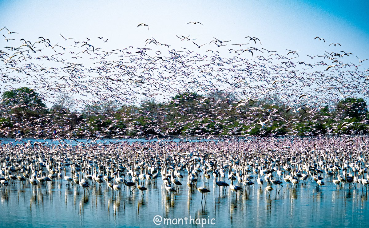 An amazing #wetland, Talave, near TS Chankya, Navi mumbai, on the way to transform into a mega Golf Course soon. It is the heaven for the pink beauties. 
Maybe a season more and it will all vanish. 
#wetlands #BirdsOfTwitter #IndiAves @HelloMTDC