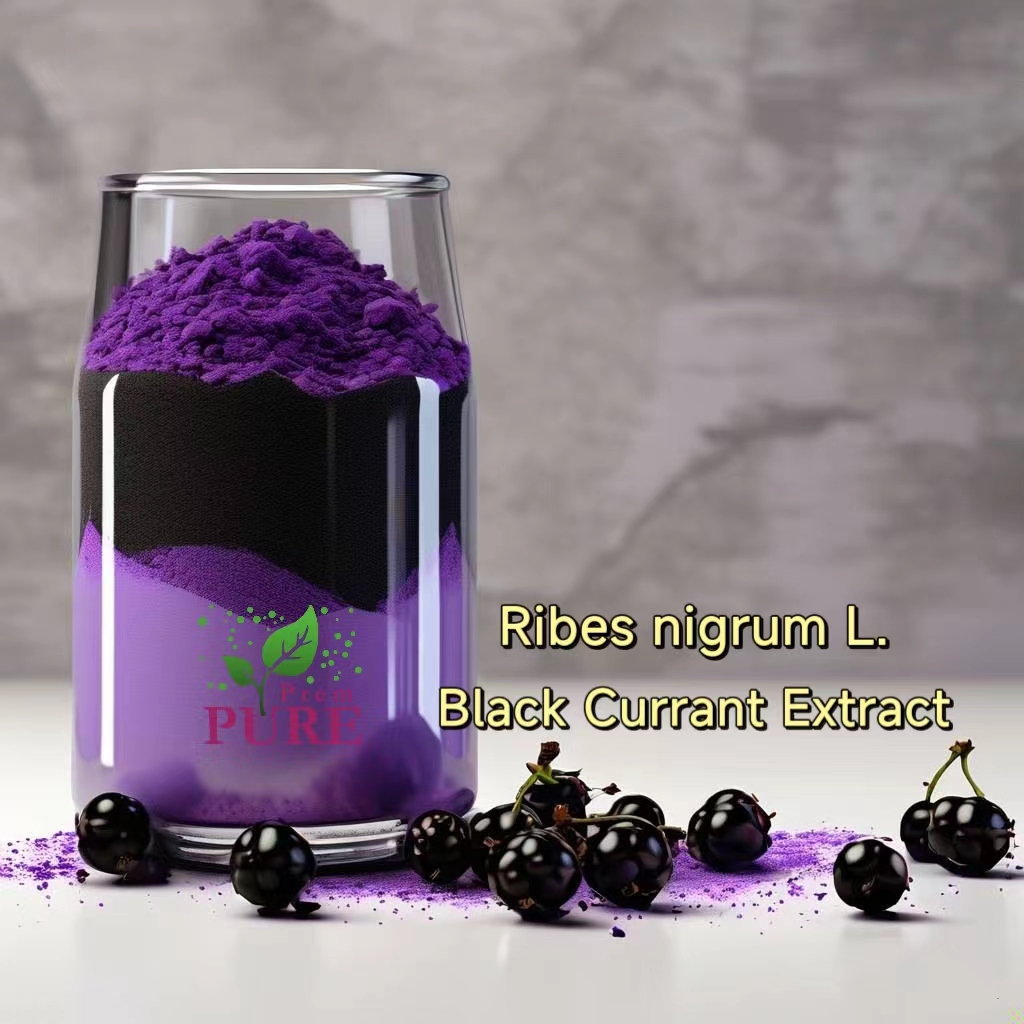 PremPureBio's tweet image. Introducing the Power of #BlackCurrant: Experience the Health Benefits of Black Currant Extract and Juice Powder!Are you looking for a natural ingredient that can boost your health and well-being? Check Black Currant Extract and Black Currant Juice Powder!#ribesnigrumL