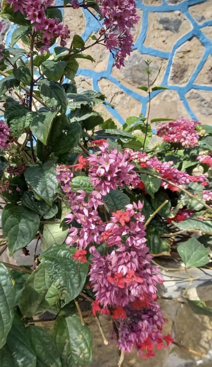 MarionFiedlerTN's tweet image. The texture of spring is so versatile… it makes me happy, fills me up, does magic to my mind. #flowery #travelnerd