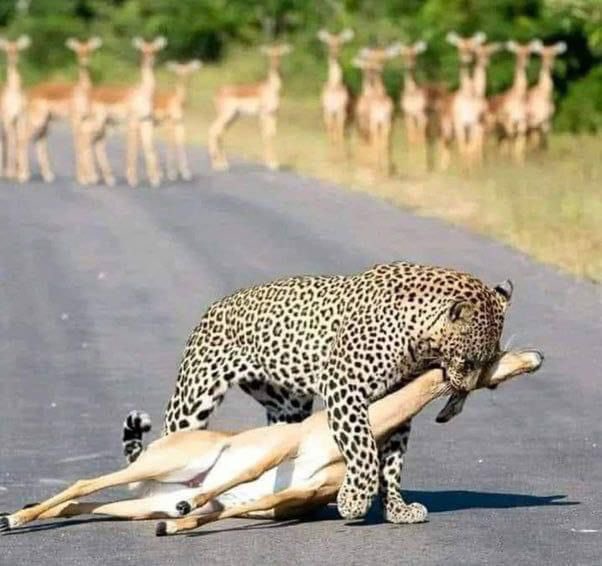 وصلتني اليوم من صديق مع التعليق التالي:
صورة تختصر مشهد العرب وغزة!! 
#غزة_تُباد