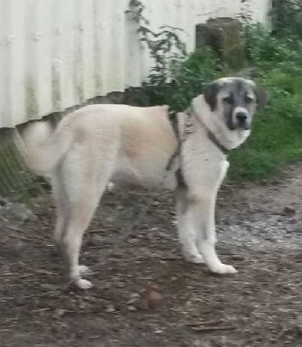 MissingTarn81's tweet image. 05.03.24 Perdu chien beige, un peu de gris, aux environs de Cordes. Est peut-être avec un chien qui n'a que 3 pattes...Tél : 06 13 70 60 23 ou 06 24 57 50 71 #Tarn