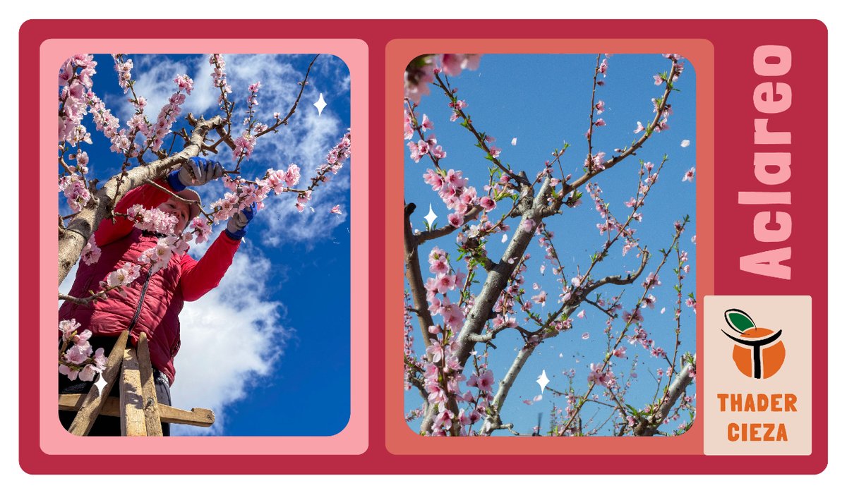 🌸🍑El aclareo es una técnica agrícola que utilizamos para descargar de fruto las ramas de los árboles eliminando algunas flores del árbol.

#ThaderCieza #Floración #FrutadeHueso