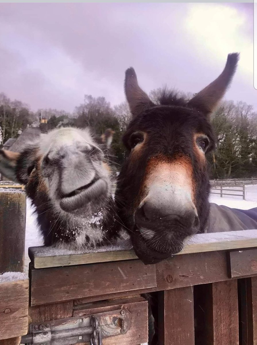 With a sad heart we are letting our supporters &  friends know we have said goodbye to our resident donkey Banjo
He was a very special little donkey who made his home here and enjoyed the kindness he so deserved. A big thank you to everyone who loved & adopted him. #hopepastures